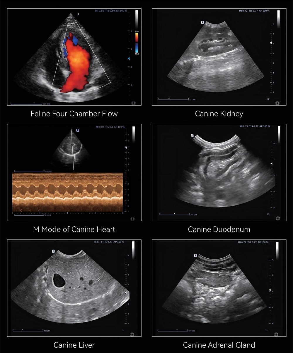 Veterinary Ultrasound Machine