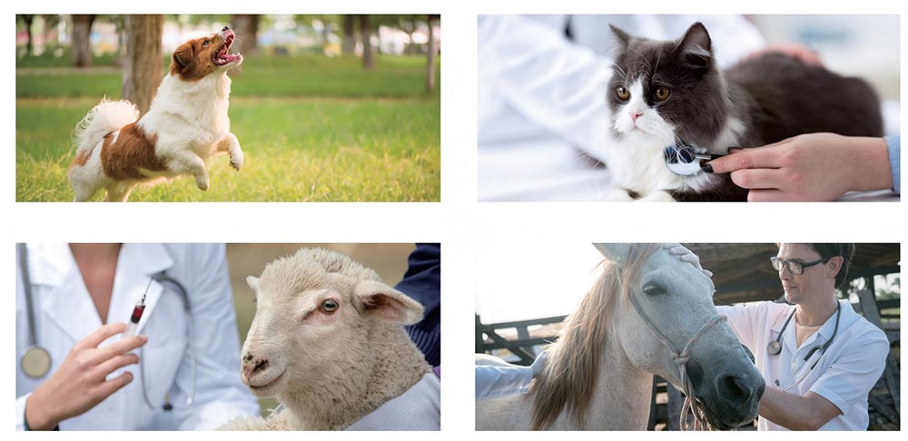 Veterinary Ultrasound Machine